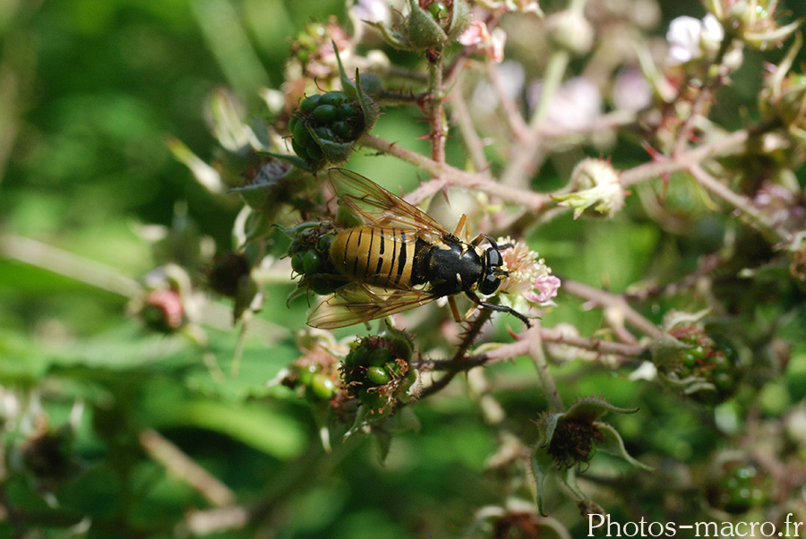 Temnostoma vespiforme